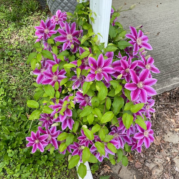 Meet your Posher, Bethany - Picture 7 of 7